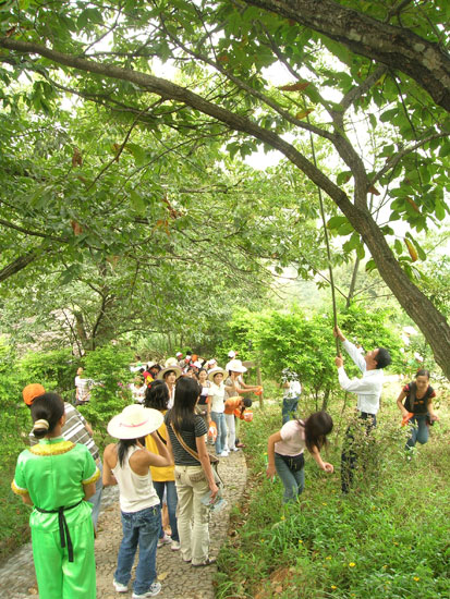 摘板栗现场.jpg