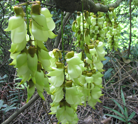 高山生态“禾雀花”