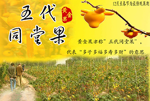 景区12月至春节举行观赏黄金果活动啦!
