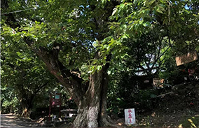 黄龙岩第十三届畲族板栗美食节于9月7日盛大开幕，邀您前来打板栗！